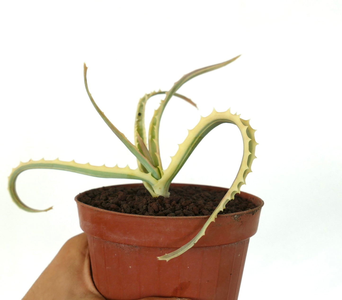 Aloe arborescens VARIEGATED UV7T