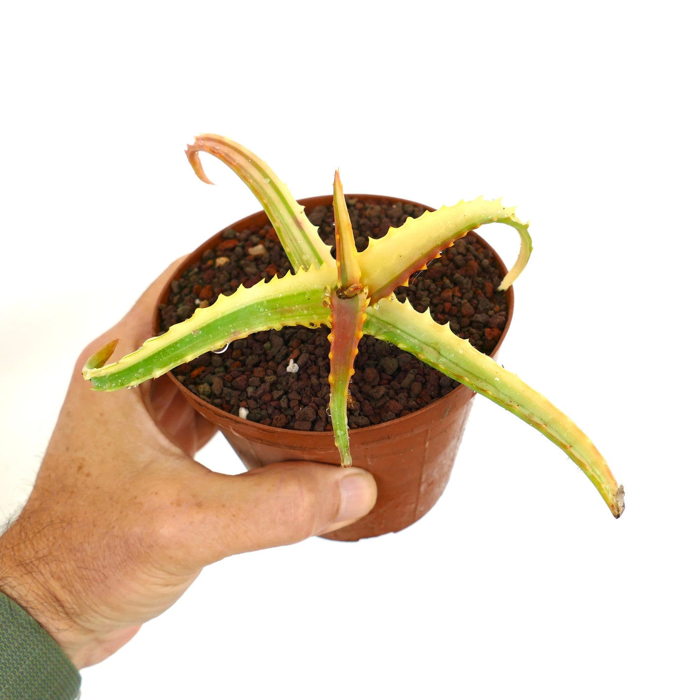 Aloe arborescens succulent with variegated yellow and green spiny leaves in small pot