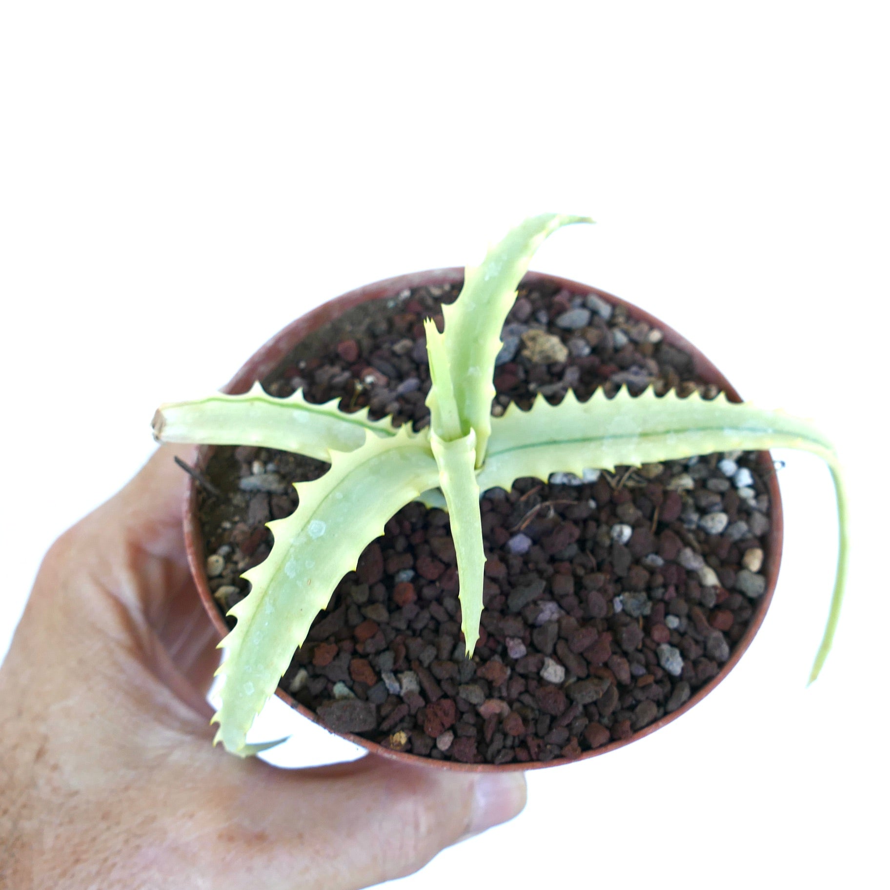 Aloe arborescens Reverse Variegated in a small pot with volcanic rock soil, showing pale yellow-green leaves with serrated edges