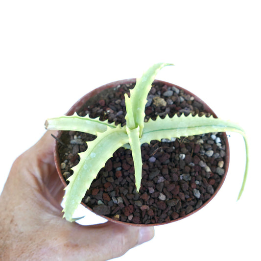 Aloe arborescens Reverse Variegated in a small pot with volcanic rock soil, showing pale yellow-green leaves with serrated edges
