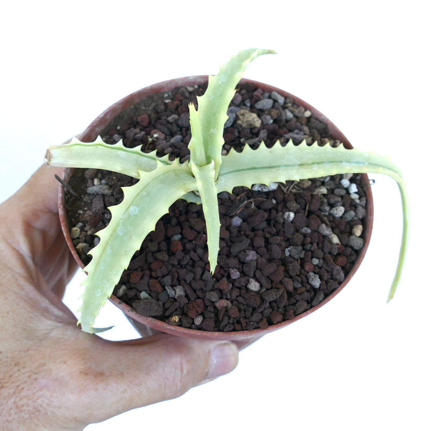 Top view of Aloe arborescens Reverse Variegated featuring elongated variegated leaves with spiny margins, planted in rocky soil