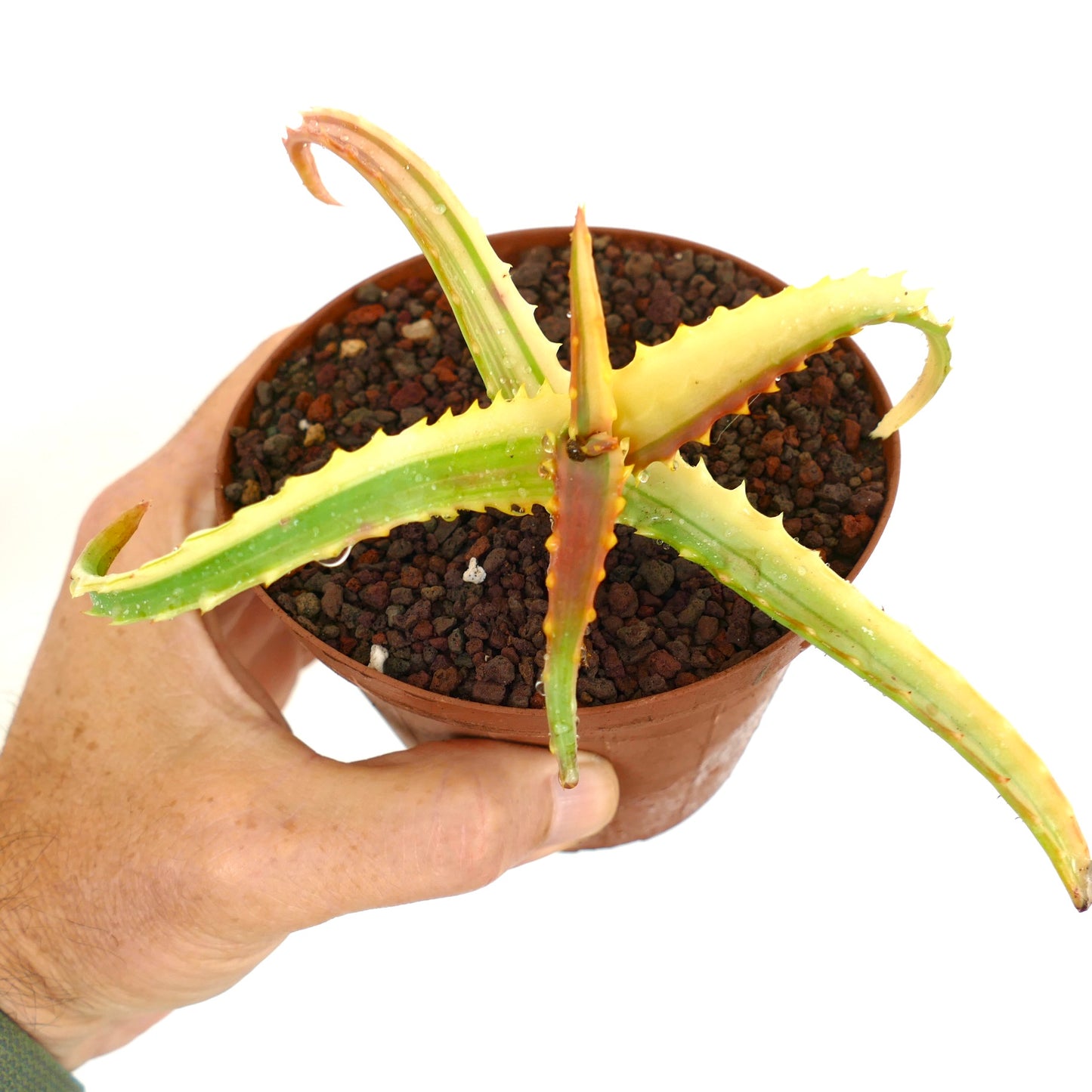 Aloe arborescens succulent with elongated variegated leaves and spiny edges in pot