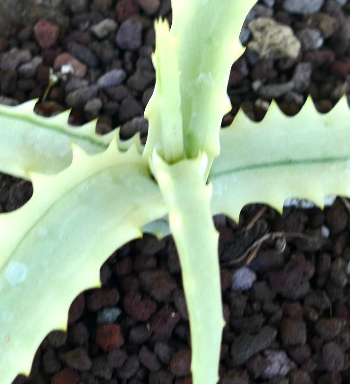 Close-up of Aloe arborescens Reverse Variegated stem and leaf base, highlighting its creamy variegation and toothed edges