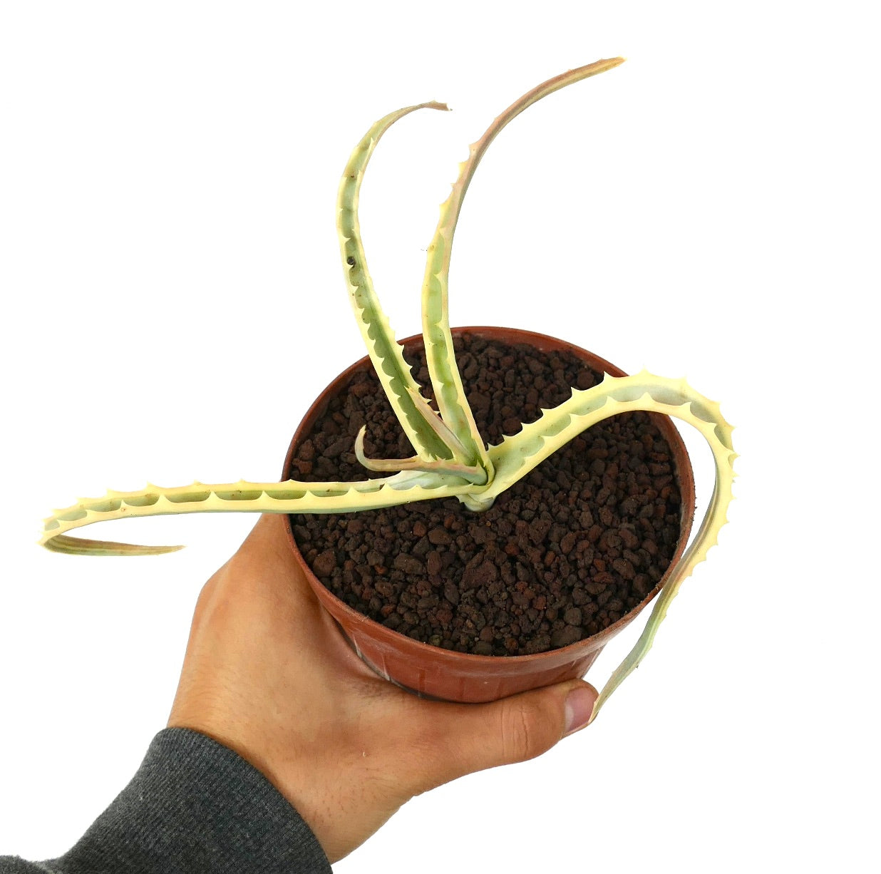 Aloe arborescens VARIEGATED UV7T