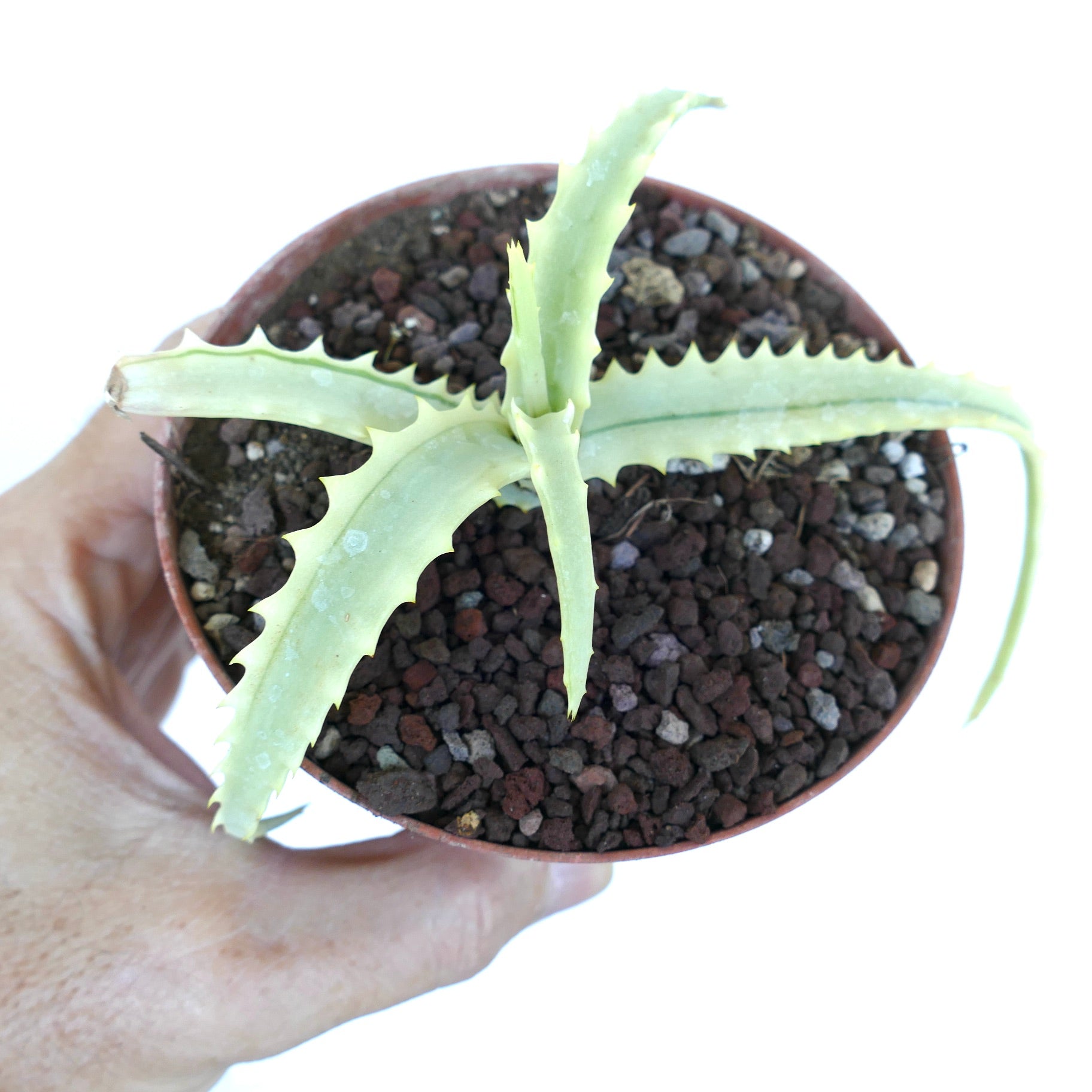 Overhead shot of Aloe arborescens Reverse Variegated with four spreading leaves, pale green in color with sharp serrations