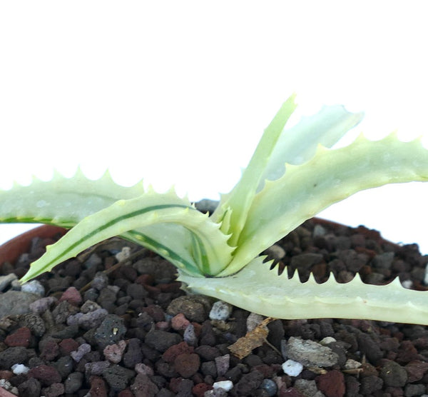 AloearborescensREVERSEVARIEGAT