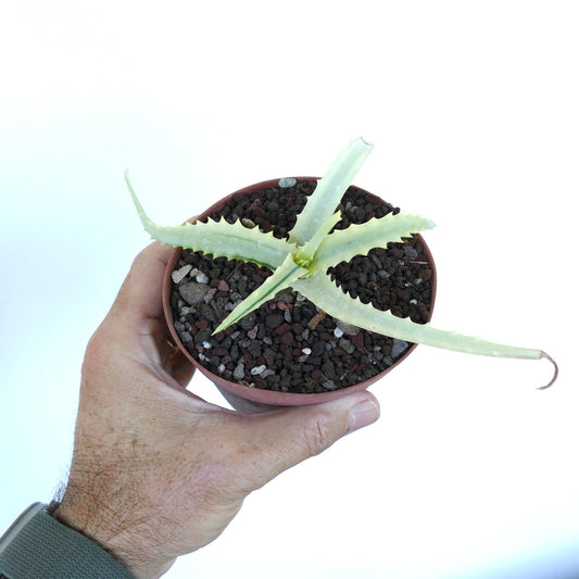 Top view of Aloe arborescens reverse variegated held in hand, displaying its rosette of long variegated leaves spreading outward with spiny margins.