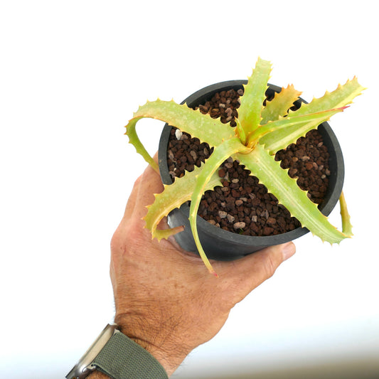 Aloe arborescens SLIGHTLY VARIEGATED ZR1