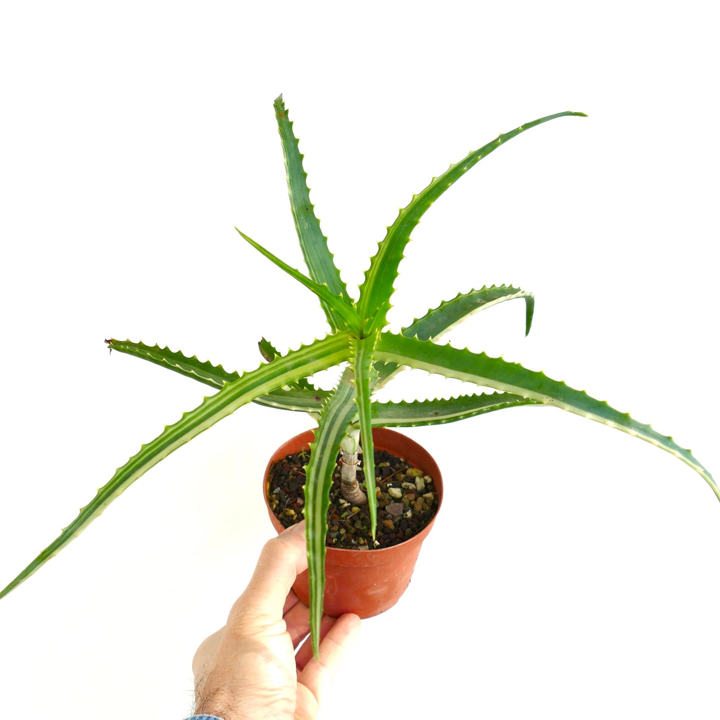 Aloe arborescens STRIATA VARIEGATED SELECTED