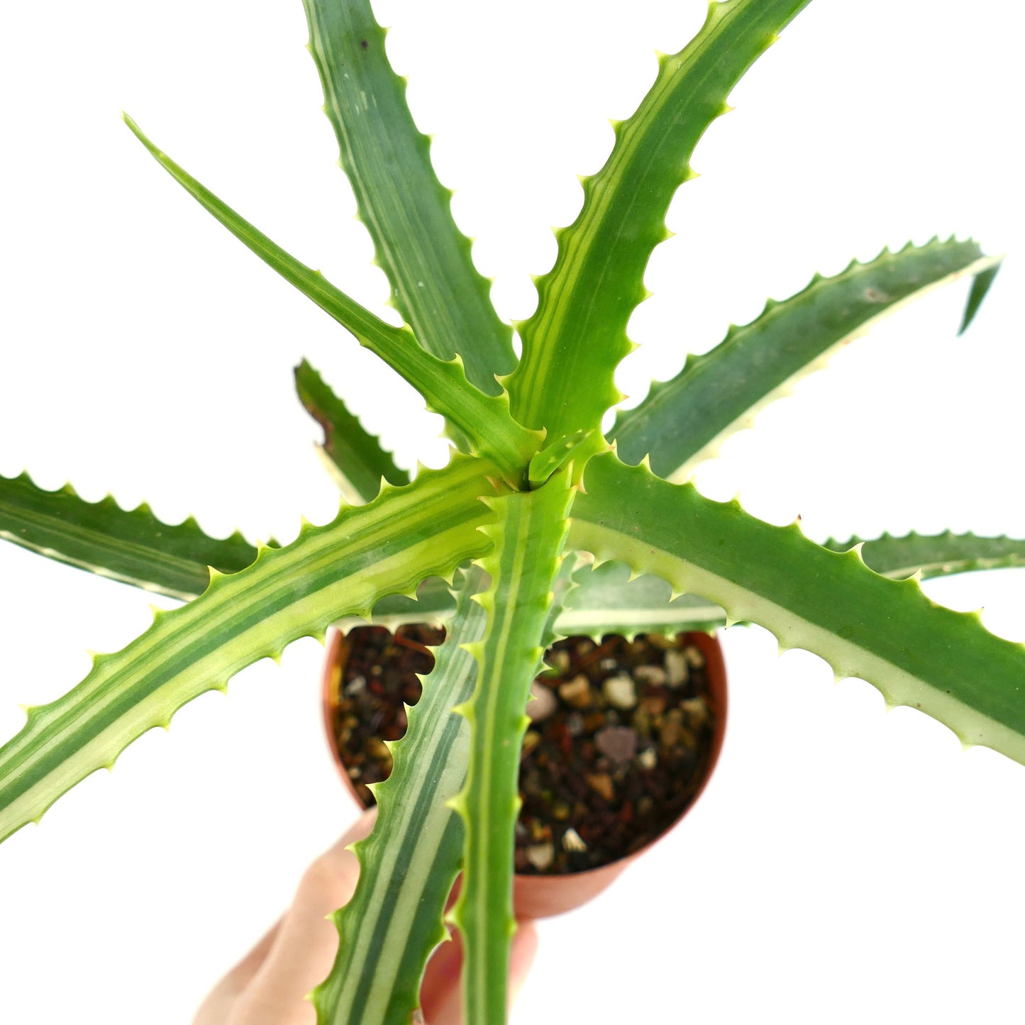 Aloe arborescens STRIATA VARIEGATED SELECTED