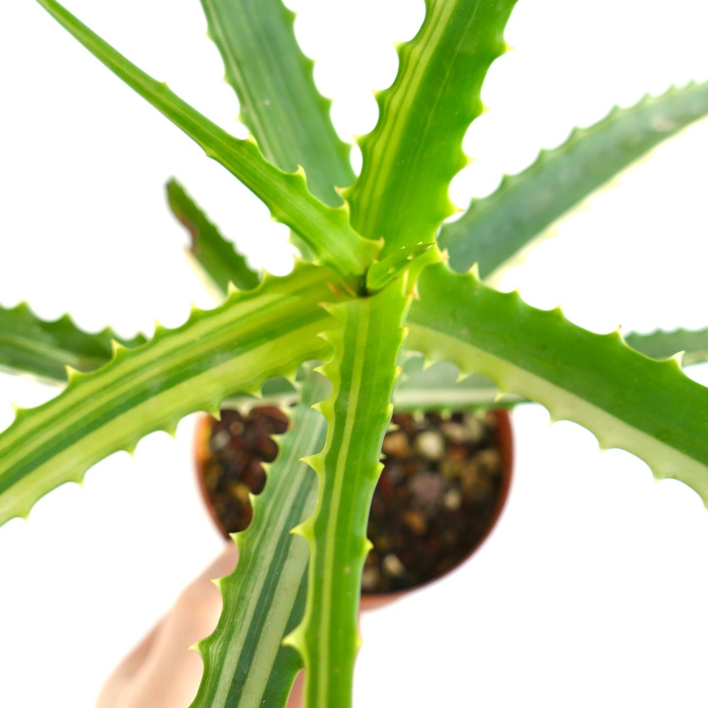 Aloe arborescens STRIATA VARIEGATED SELECTED