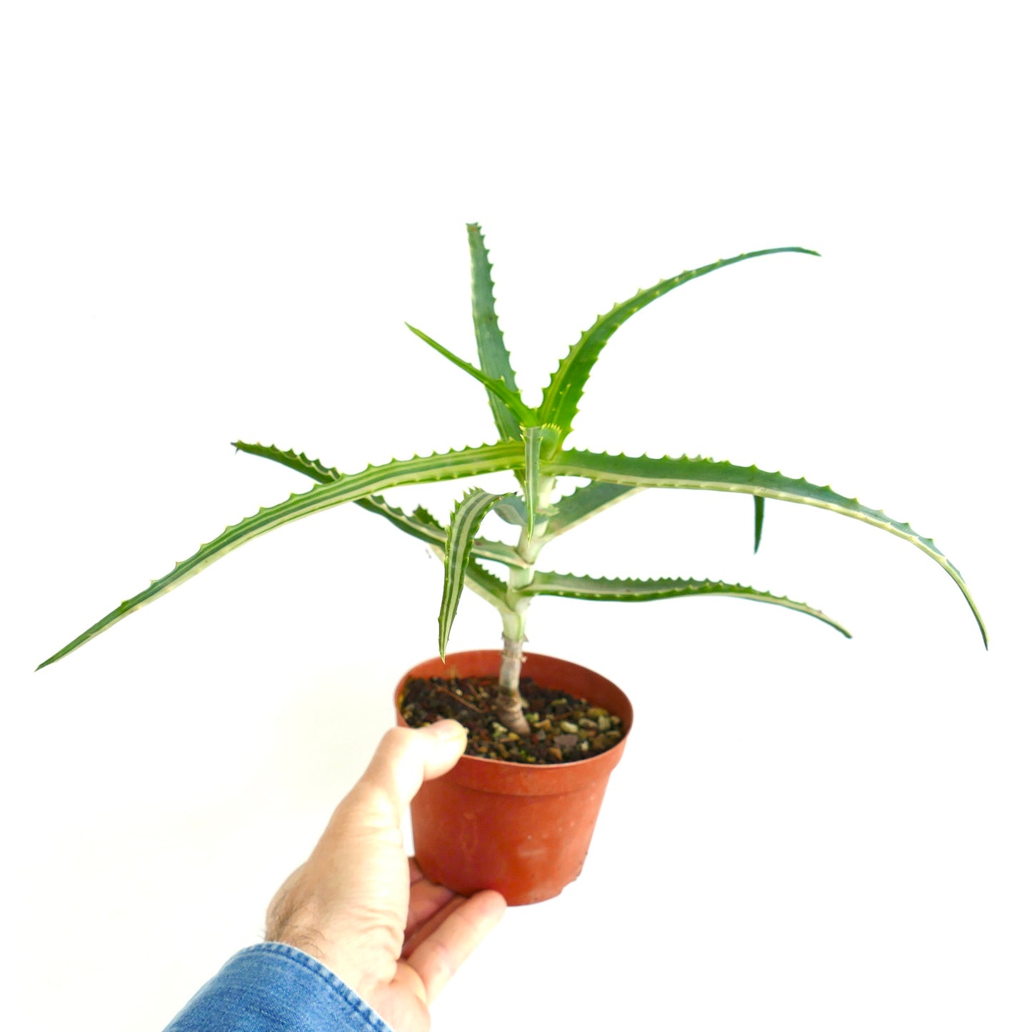 Aloe arborescens STRIATA VARIEGATED SELECTED