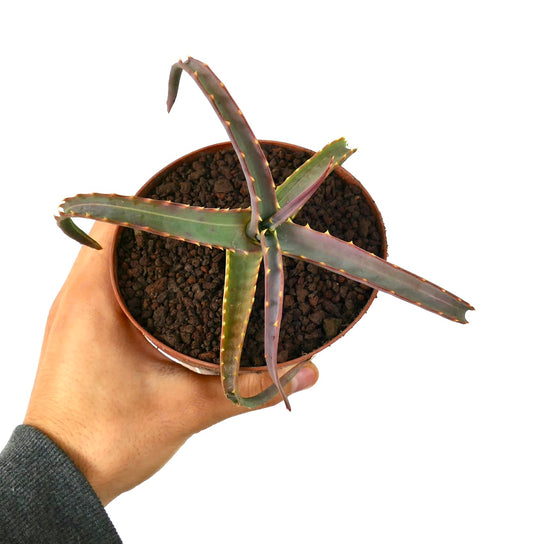 Aloe arborescens VARIEGATED UV7T