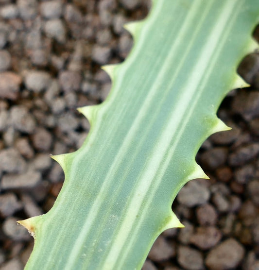 Aloe arborescens VARIEGATED 28cm