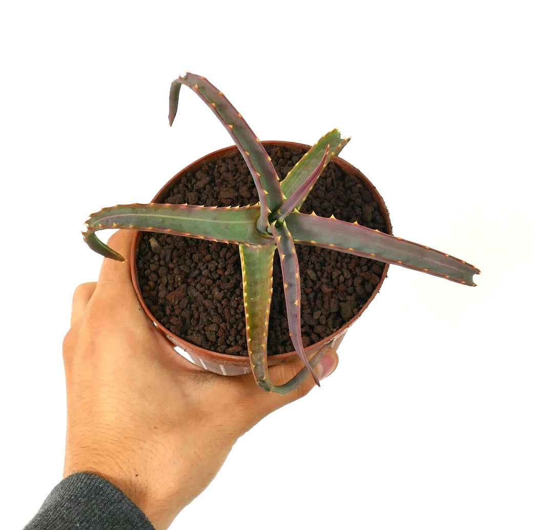 Aloe arborescens VARIEGATED UV7T