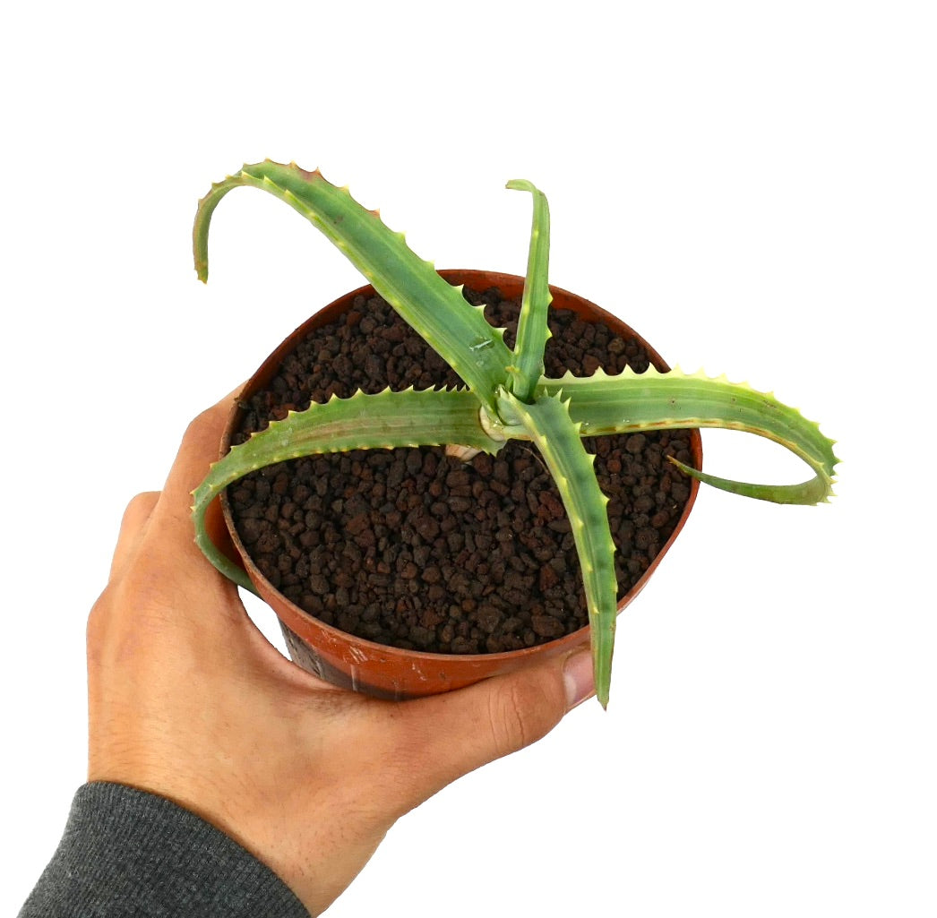 Aloe arborescens VARIEGATED UV7T