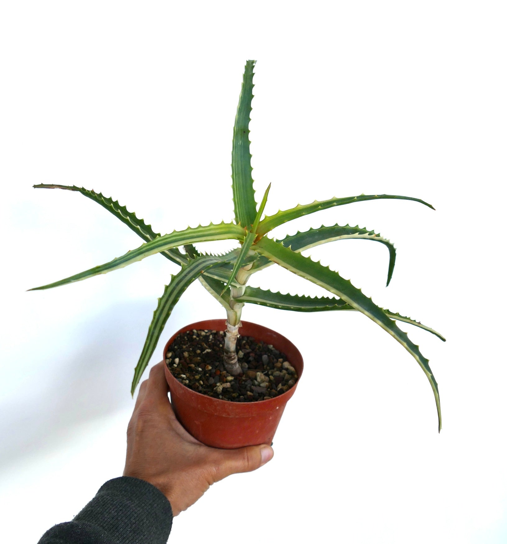 Suculenta Aloe arborescens com folhas verdes longas e espinhosas e bordas serrilhadas em vaso