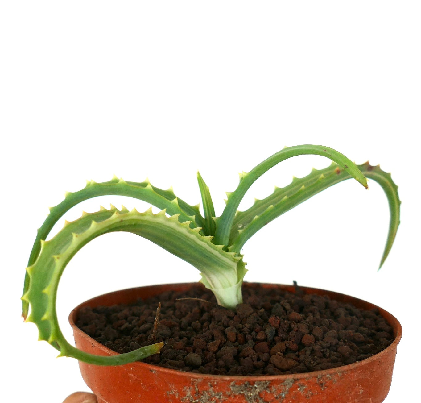 Aloe arborescens VARIEGATED UV7T