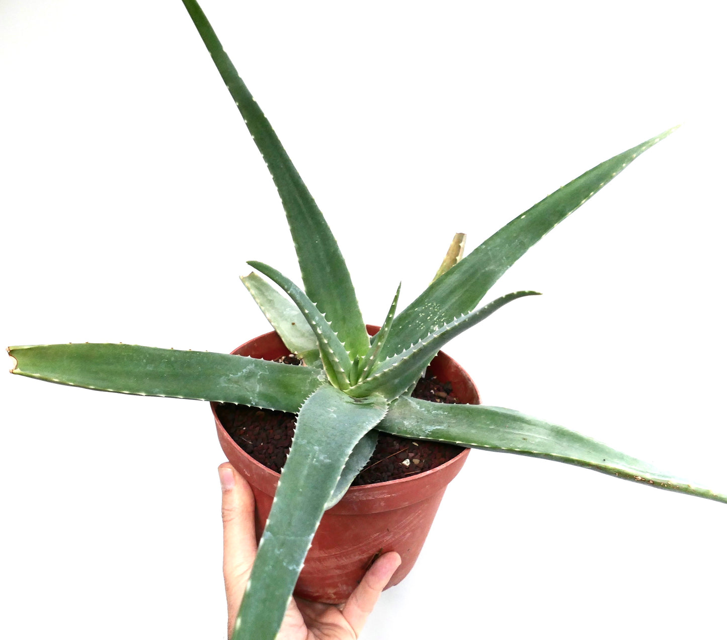 نبتة صبار ألوة أستروعربية عصارية ذات أوراق خضراء طويلة ومدببة في وعاء طيني