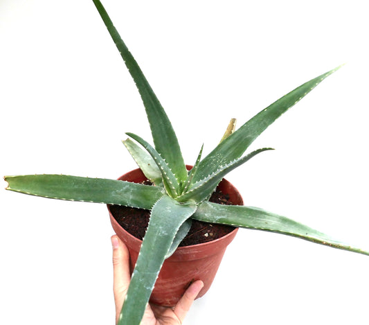 نبتة صبار ألوة أستروعربية عصارية ذات أوراق خضراء طويلة ومدببة في وعاء طيني