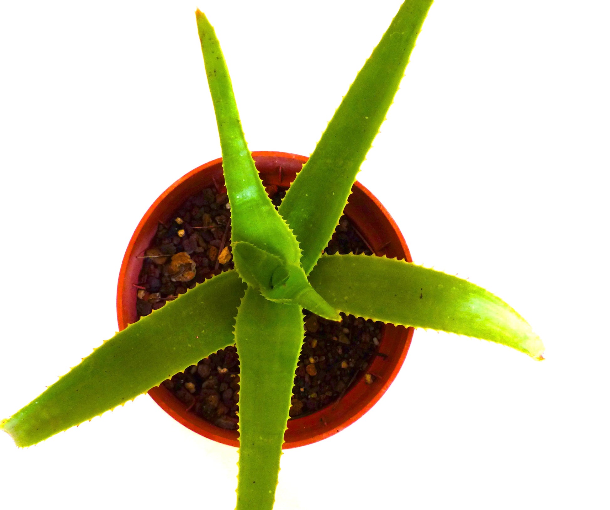 アロエ・ベルナデッテアエ 厚みのある緑色の葉と鋸歯状の縁を持つ希少な多肉植物 鉢植え