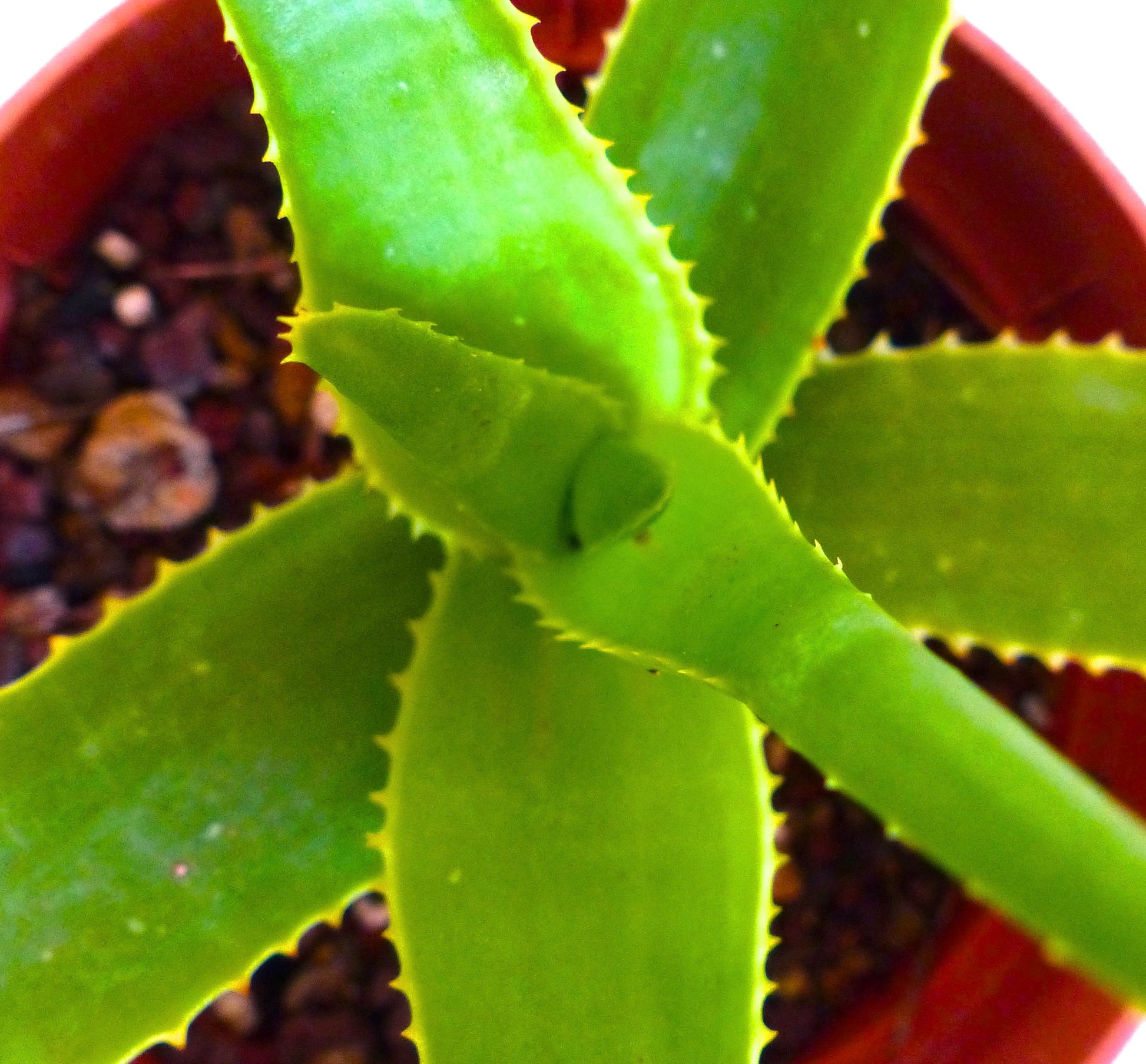 厚みのある緑色の葉と小さな縁の鋸歯が特徴のアロエ・ベルナデッテアエ多肉植物（テラコッタ鉢入り）