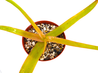 Aloe bosseri succulenta con foglie lunghe verde-gialle in piccolo vaso con terreno coperto di ghiaia