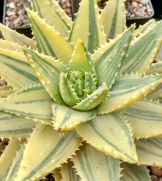 Aloe brevifolia succulent with variegated yellow and green spiny leaves forming a rosette