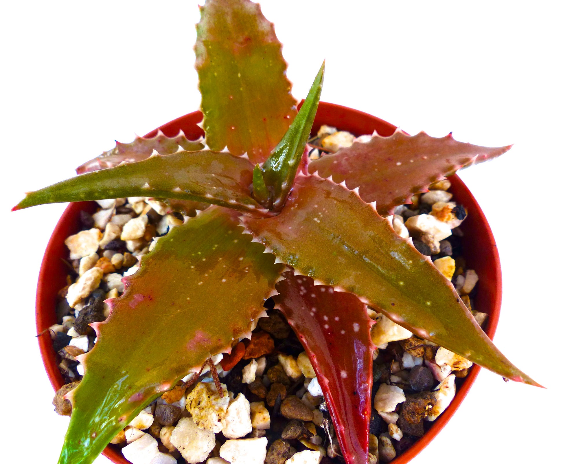 صبار ألو بوشاناني بعروق شائكة ذات لون أخضر مائل للأحمر في وعاء صغير