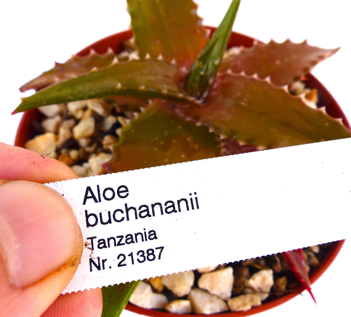 بطاقة نبات مطبوعة لألوه بوكاناني معلقة فوق نبات عصاري شوكي في وعاء مع حصى