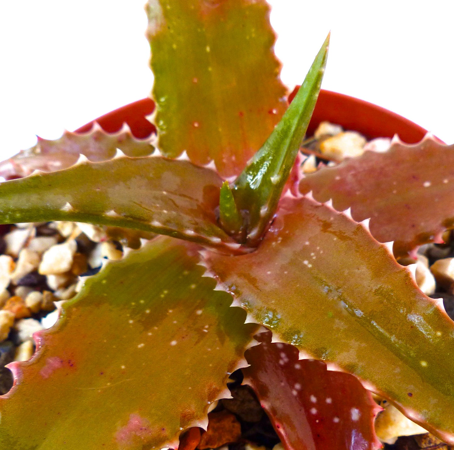 نبتة صبار ألوه بوشاناني ذات أوراق شوكية خضراء مائلة إلى الحمرة في وعاء صغير