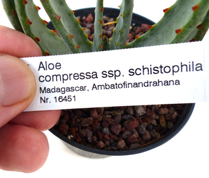 Gedrukte plantenlabel voor Aloe compressa ssp. schistophila met vlezige bladeren in zwarte pot