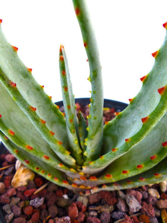 صبار ألوي كومبريسا سسب. سكستوفيلّا بساق سميك وأوراق خضراء سميكة وأشواك ذات أطراف برتقالية في وعاء