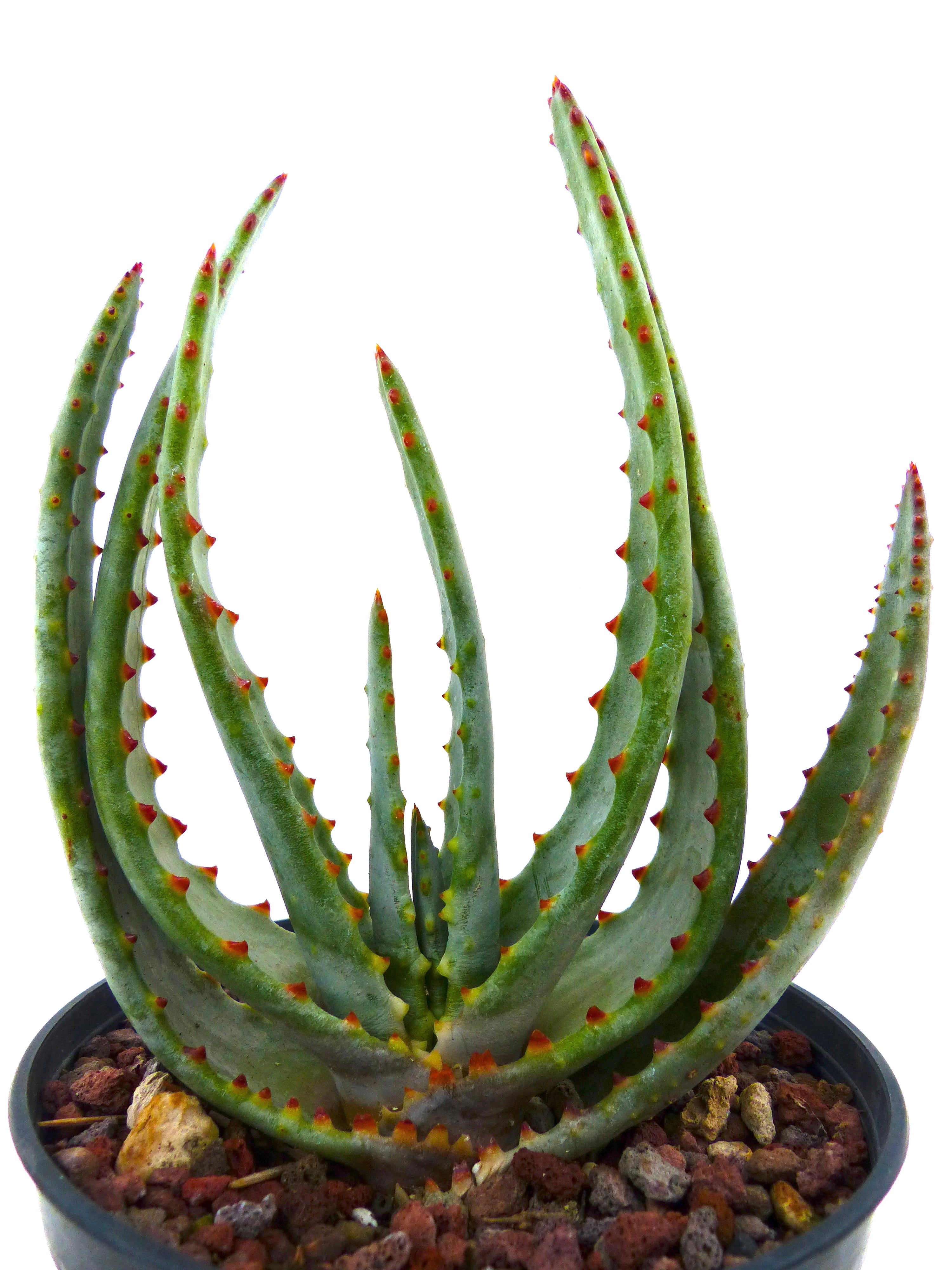 Aloe compressa ssp. schistophila