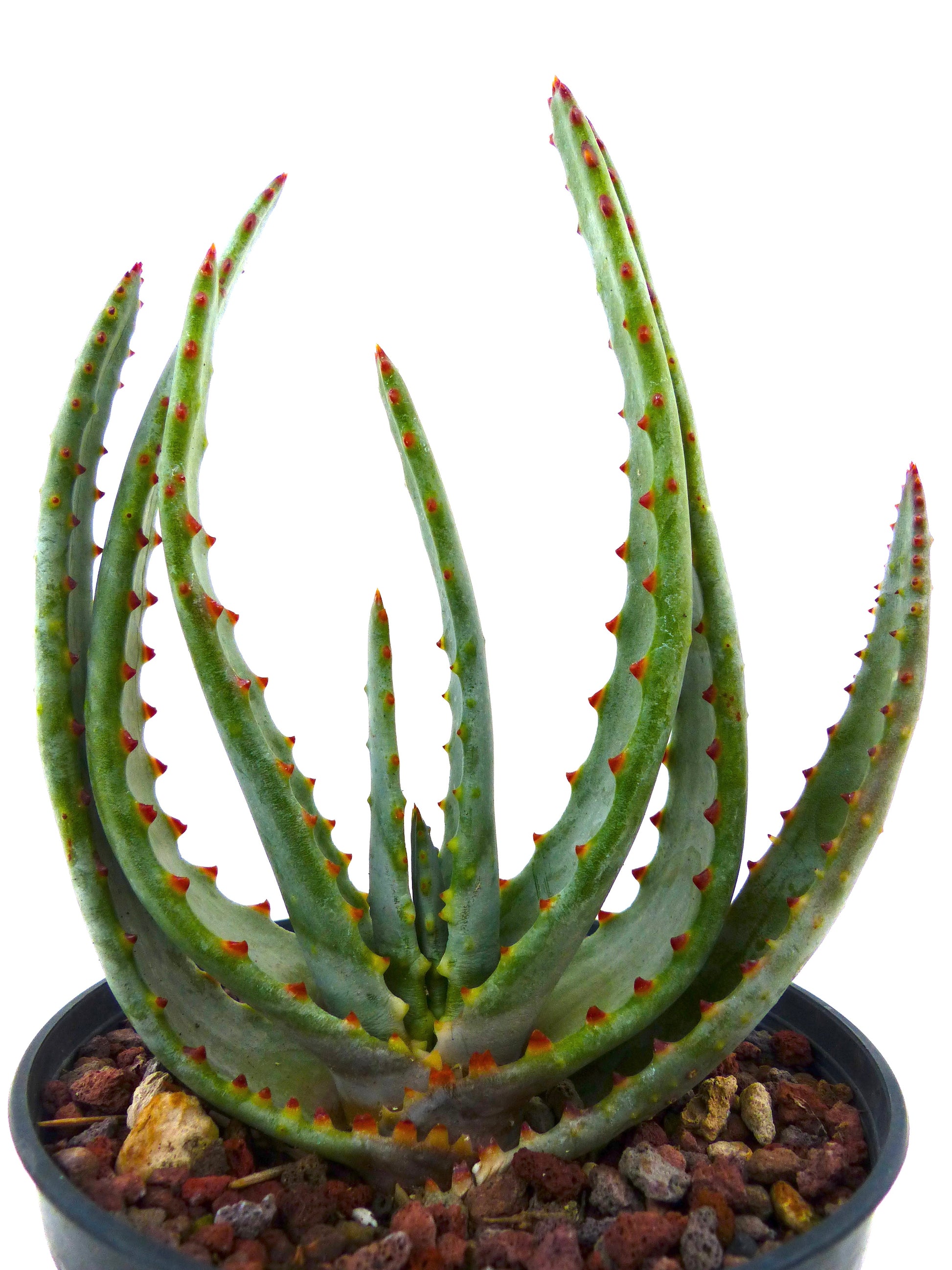Aloe compressa ssp. schistophila vetplant met langwerpige stekelige groene bladeren in pot