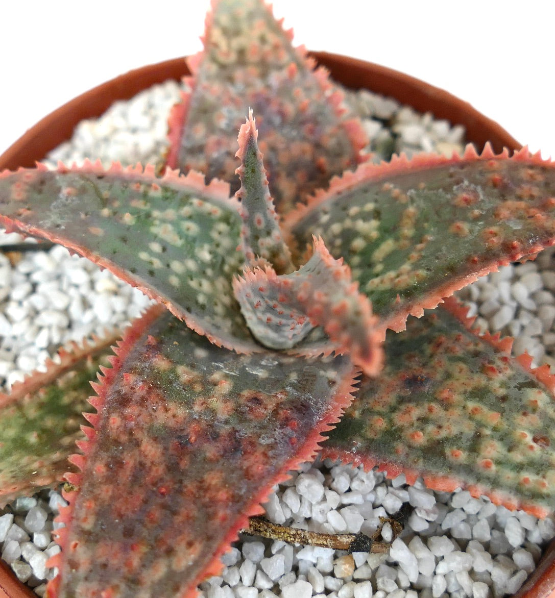 Aloe cv ‘Bright Star’ GREY BODY ex Kelly Griffin