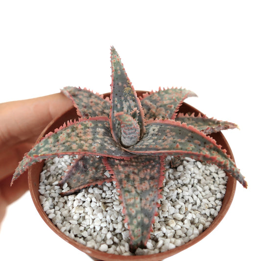 Aloe cv ‘Bright Star’ GREY BODY ex Kelly Griffin