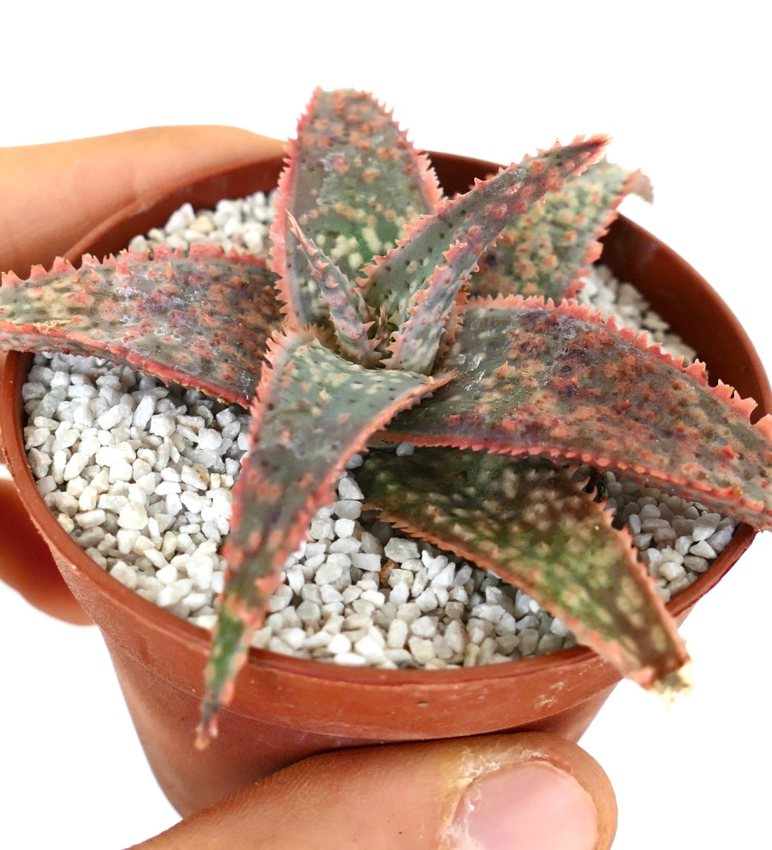 Aloe cv ‘Bright Star’ GREY BODY ex Kelly Griffin