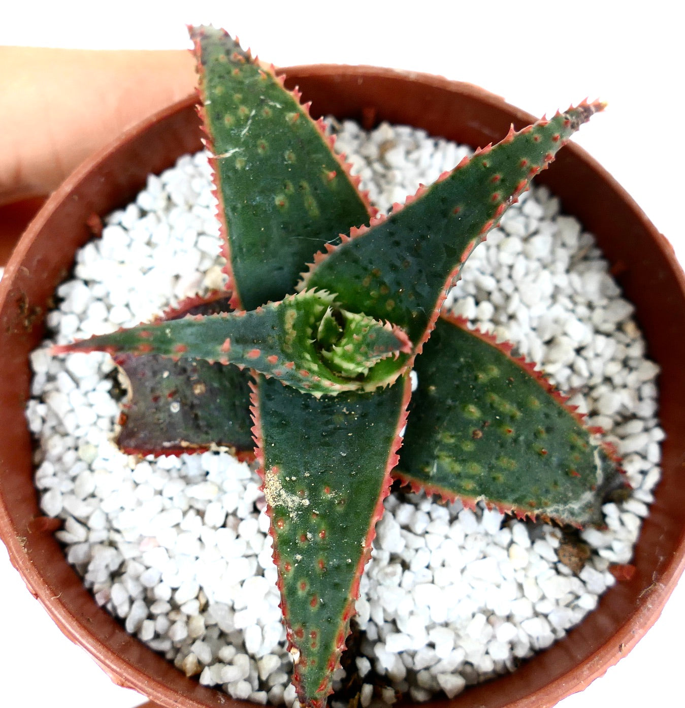 Aloe cv 'Christmas Carol' DARK GREEN ex Kelly Griffin