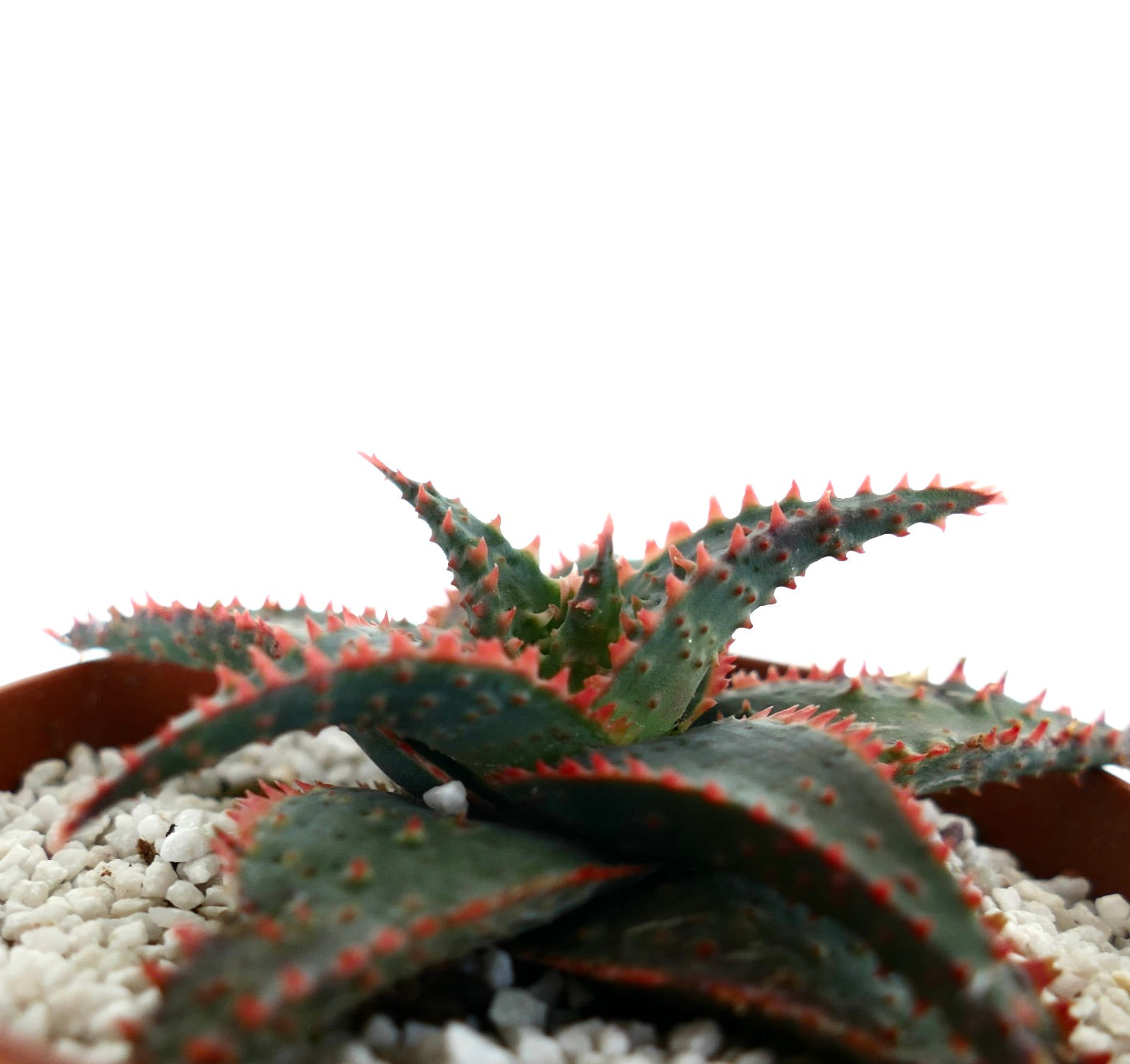 Aloe cv 'Christmas Carol' DARK GREEN ex Kelly Griffin