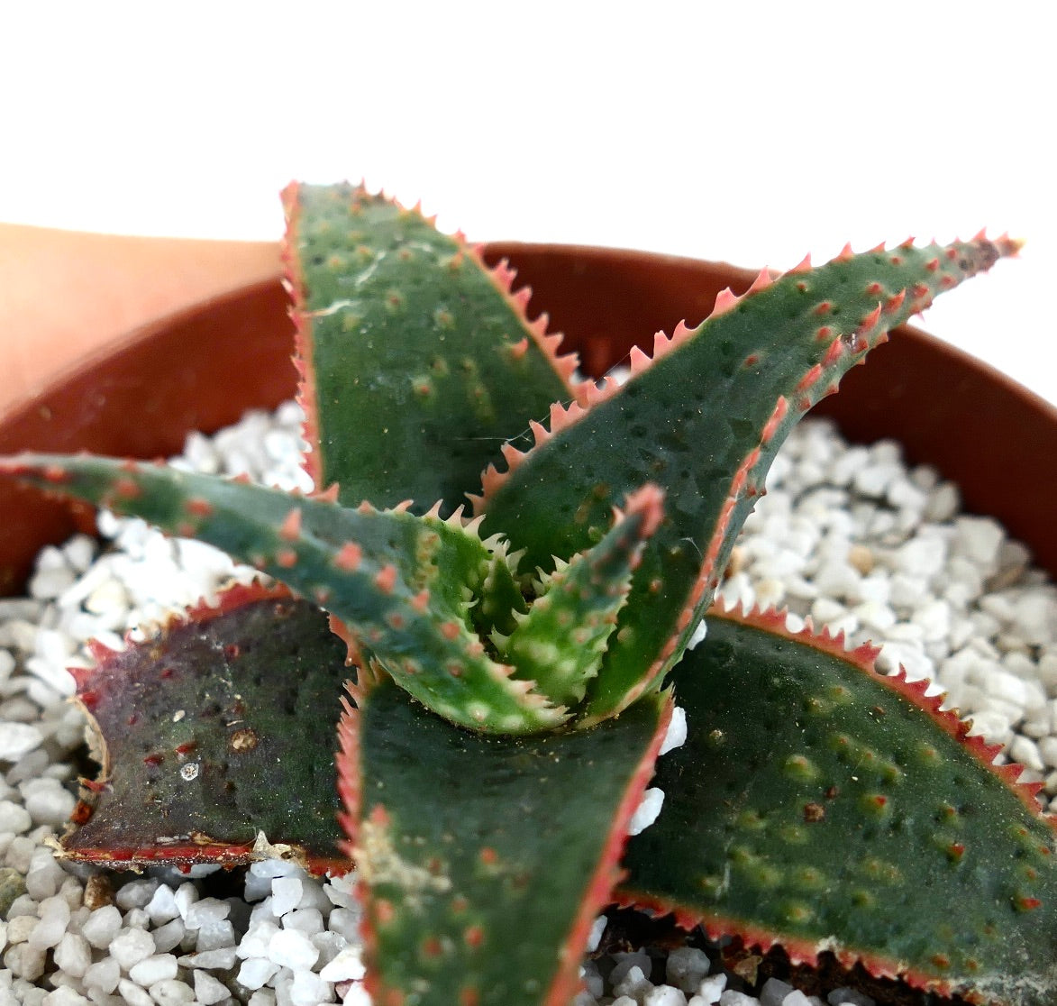 Aloe cv 'Christmas Carol' DARK GREEN ex Kelly Griffin