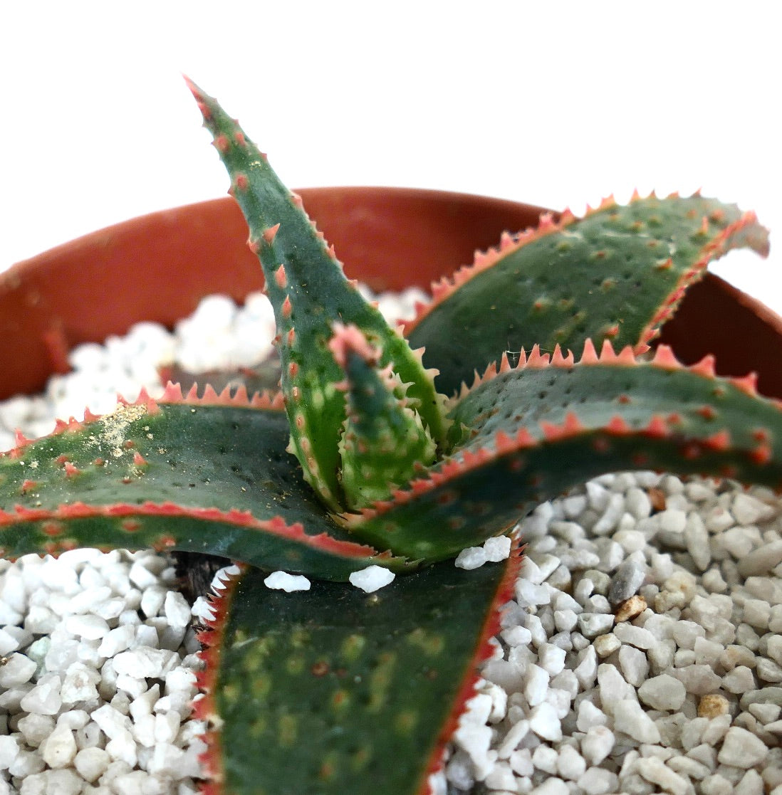 Aloe cv 'Christmas Carol' DARK GREEN ex Kelly Griffin