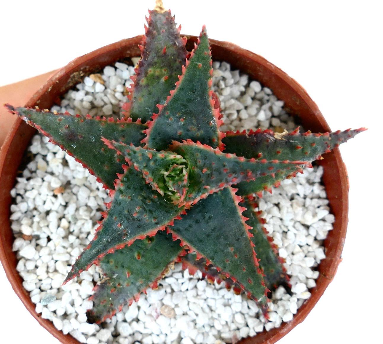 Aloe cv 'Christmas Carol' DARK GREEN ex Kelly Griffin