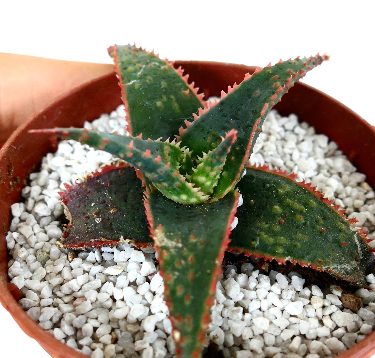 Aloe cv 'Christmas Carol' DARK GREEN ex Kelly Griffin