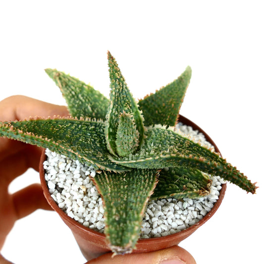 Aloe cv "Green Godzilla"