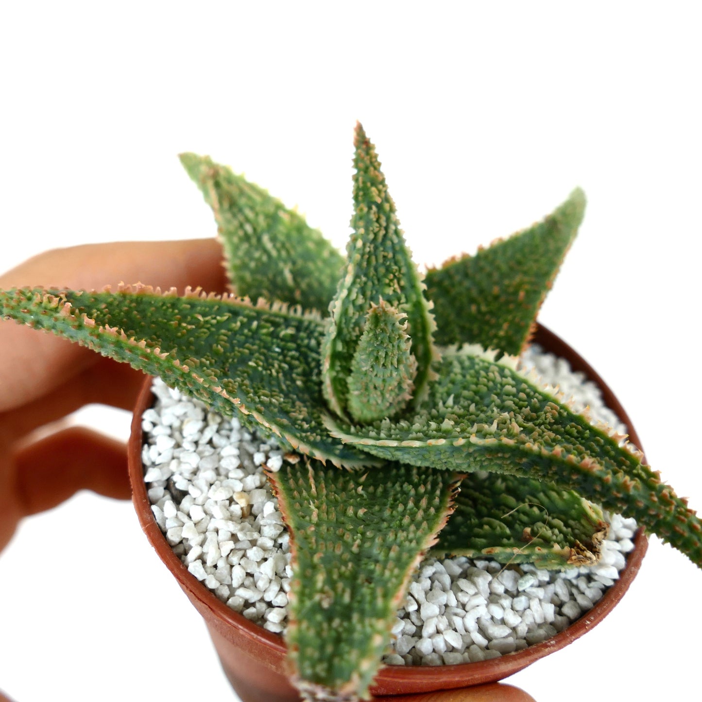 Aloe cv "Green Godzilla"