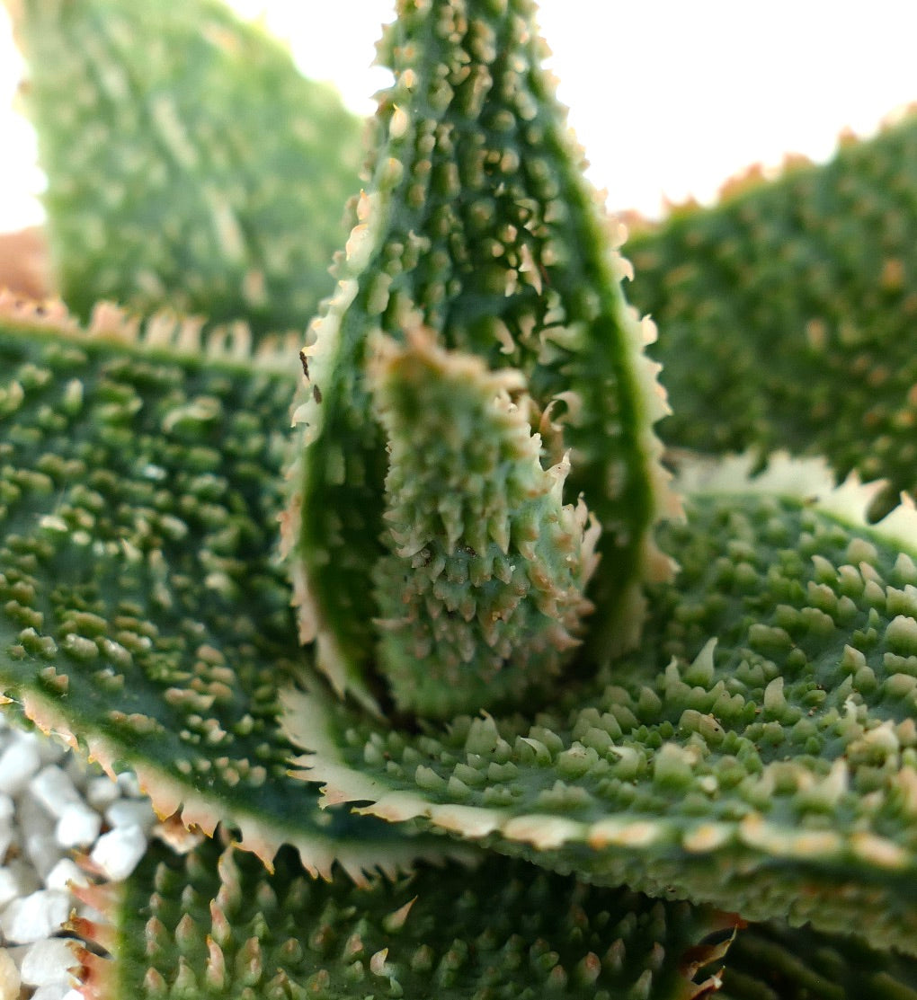 Aloe cv "Green Godzilla"