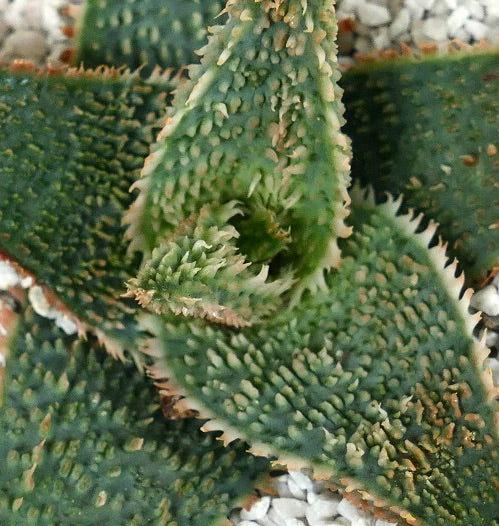 Aloe cv "Green Godzilla"