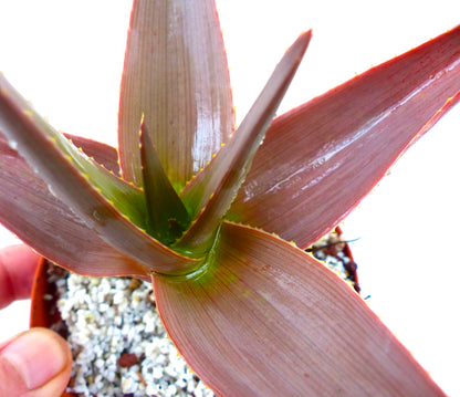 アロエ・デルトイデオドンタ var. ファラックス 多肉植物 赤みがかった肉厚な葉と小さな縁のトゲが特徴 ポット入り