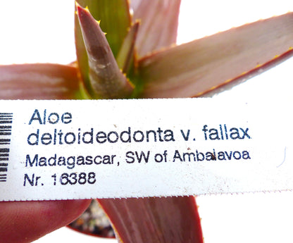 赤みを帯びた多肉葉のアロエ・デルトイデオドンタ var. ファラックス用プリントプラントラベル